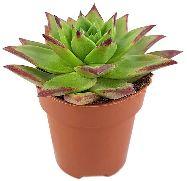 Echeveria agavoides "Lipstick" - verführerisches Dickblatt