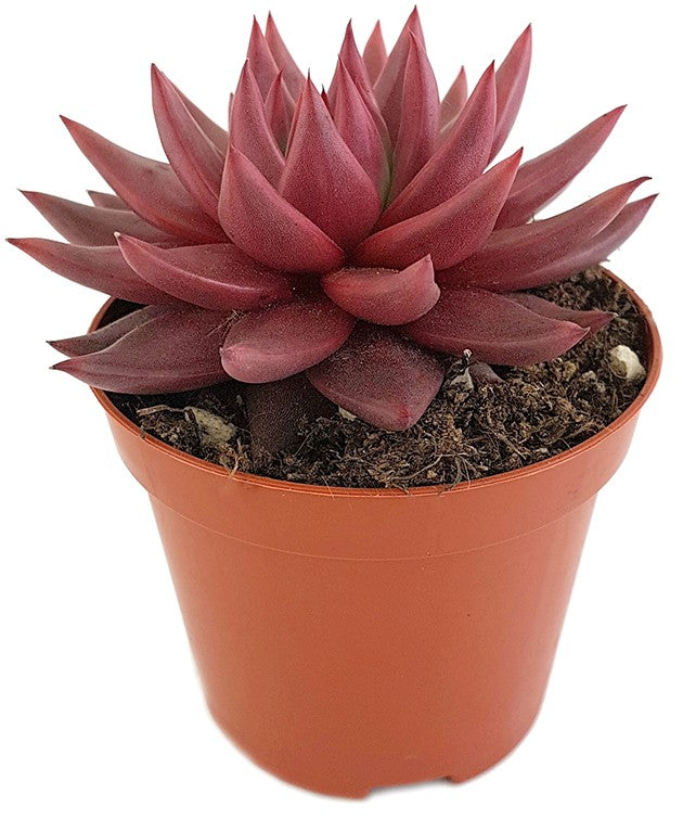 Echeveria agavoides "Celestia" - dunkelrotes Dickblatt