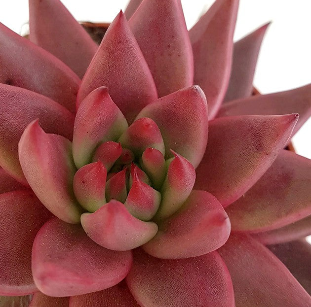 Echeveria agavoides &quot;Celestia&quot; - dunkelrotes Dickblatt