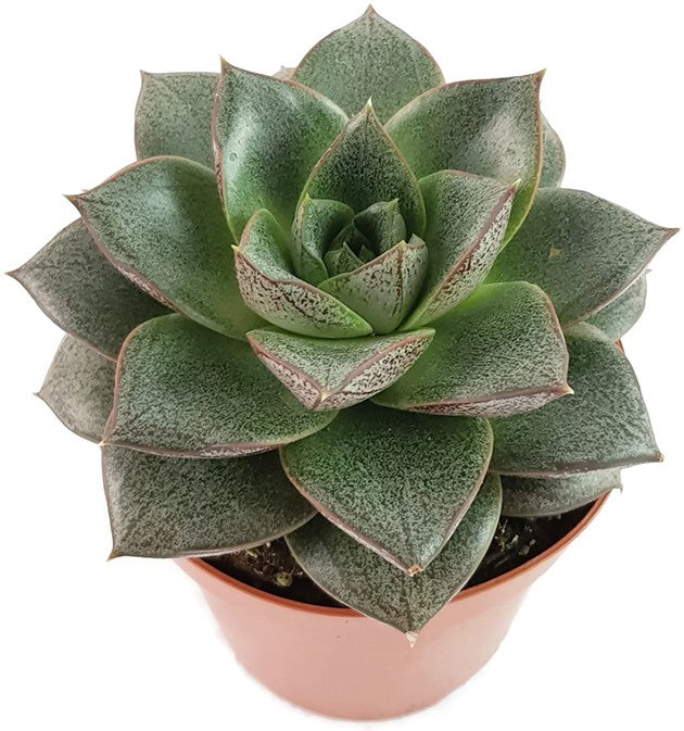 Echeveria purpusorum - Mandala Sukkulente