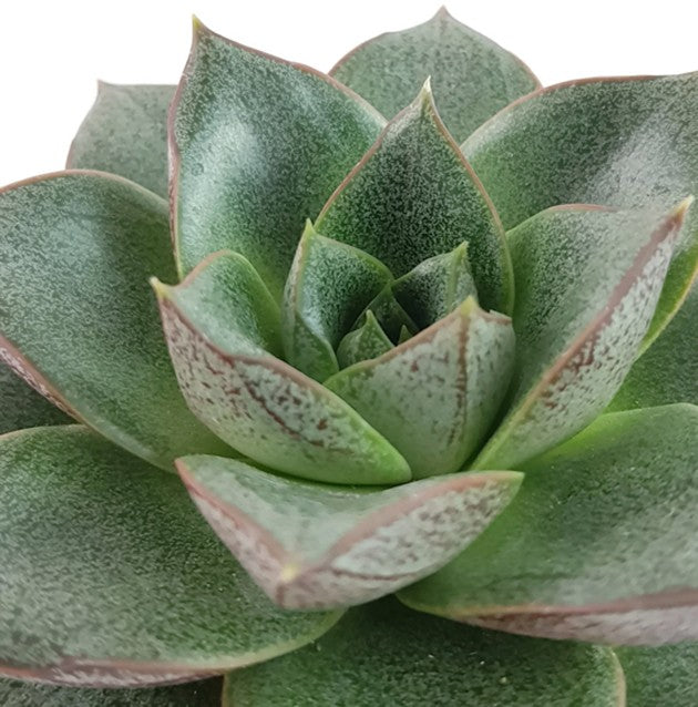 Echeveria purpusorum - Mandala Sukkulente