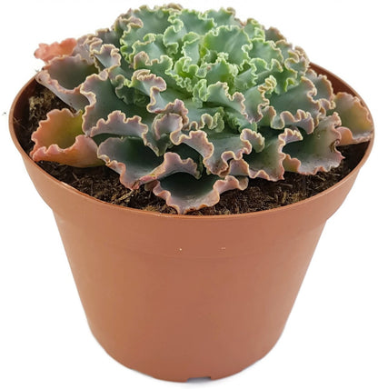 Echeveria Hybride - Sukkulente