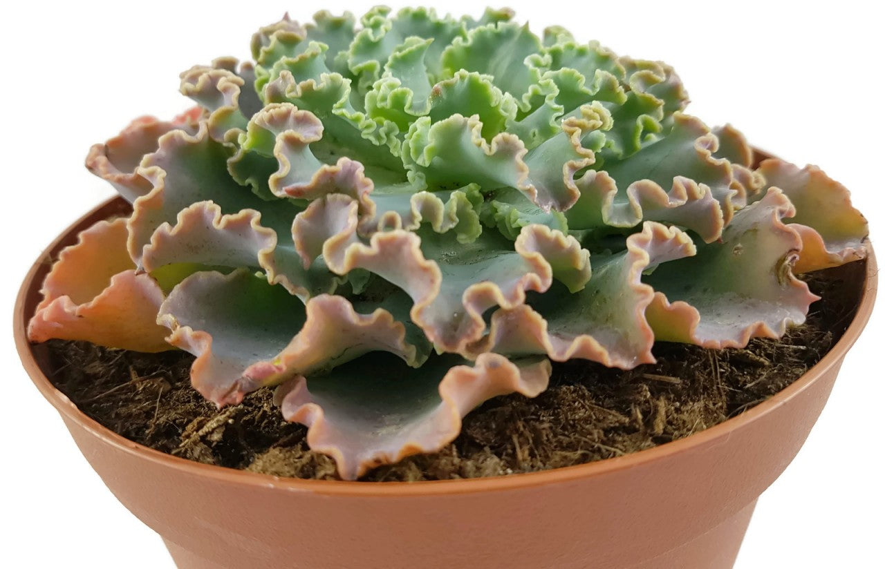 Echeveria Hybride - Sukkulente