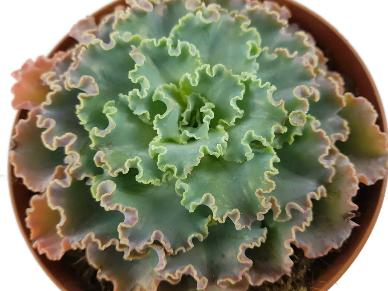 Echeveria Hybride - Sukkulente