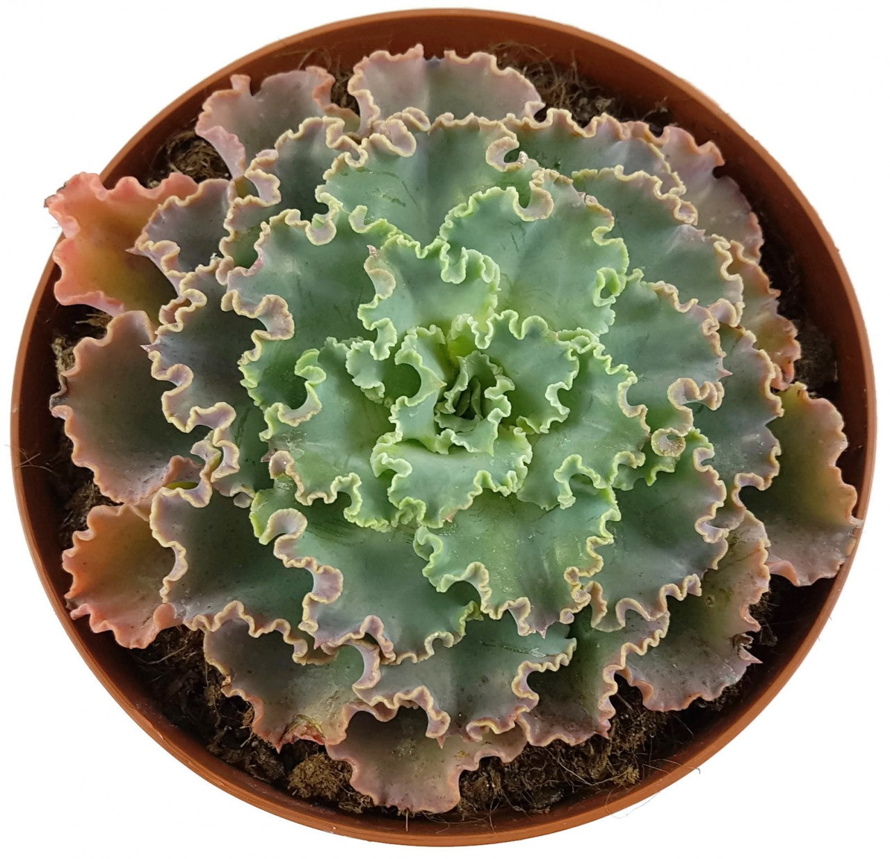 Echeveria Hybride - Sukkulente