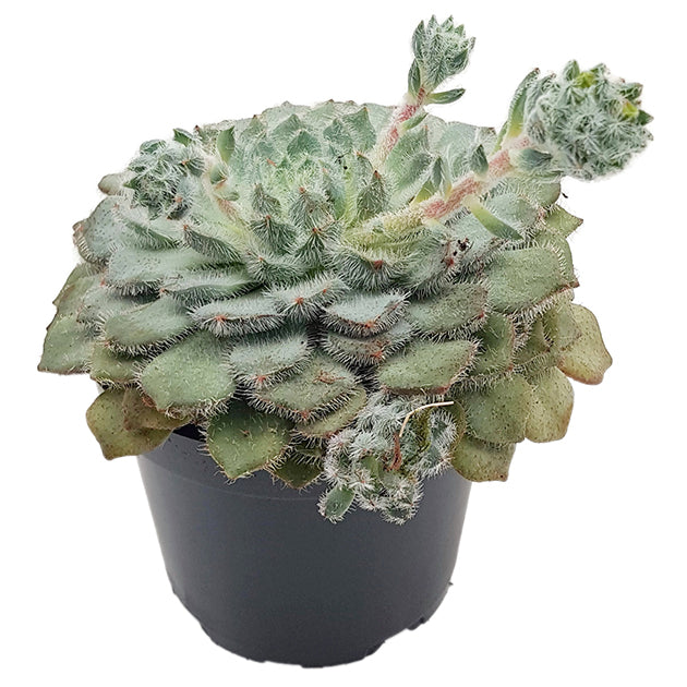 Echeveria setosa - behaartes Dickblatt