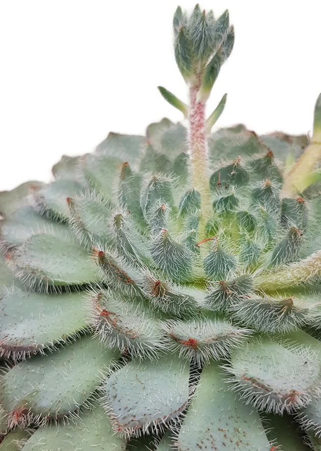 Echeveria setosa - behaartes Dickblatt