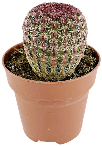 Echinocereus pectinatus var. rubispinus