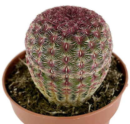 Echinocereus pectinatus var. rubispinus - rubinroter Kaktus