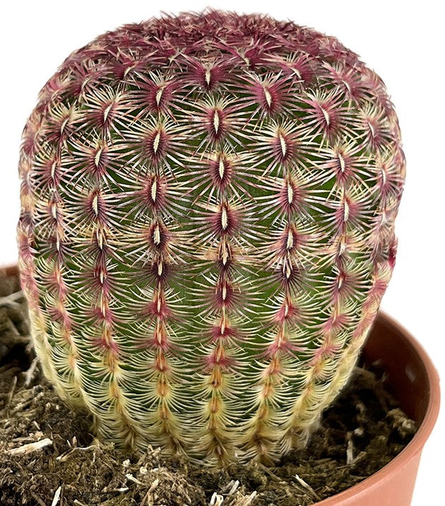 Echinocereus pectinatus var. rubispinus - rubinroter Kaktus