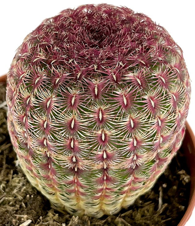 Echinocereus pectinatus var. rubispinus - rubinroter Kaktus