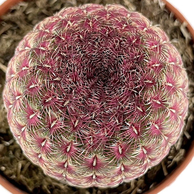 Echinocereus pectinatus var. rubispinus - rubinroter Kaktus