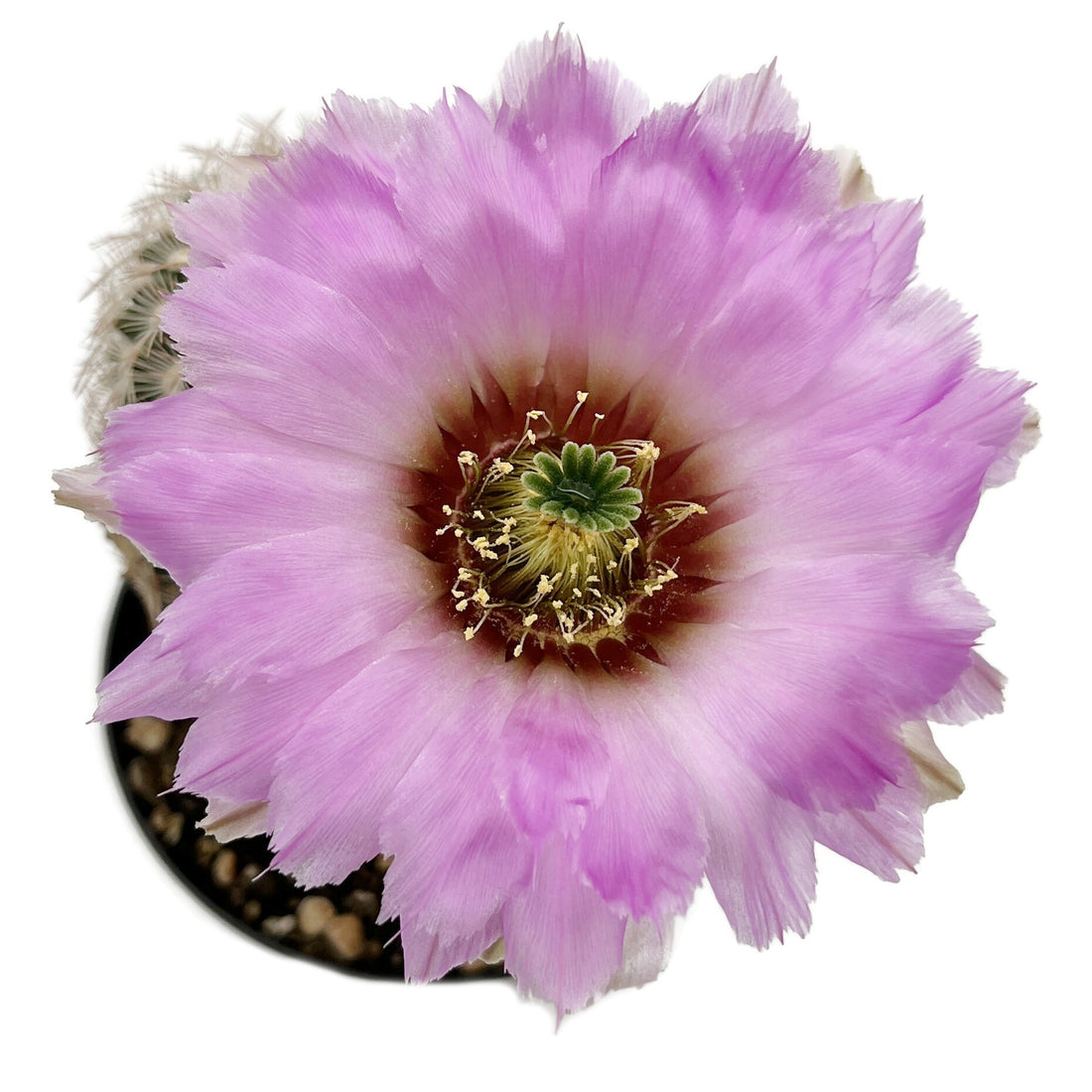 Echinocereus reichenbachii - Reichenbachs Igelkaktus