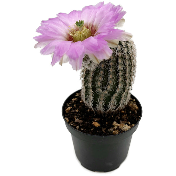 echinocereus oklahomensis Echinocereus reichenbachii