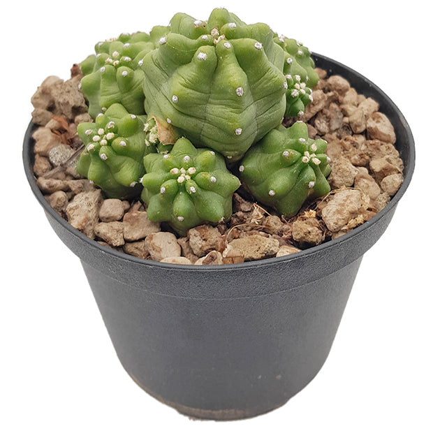 Echinocereus triglochidiatus v. mojvensis inermis - Igelkaktus