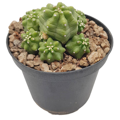 Echinocereus triglochidiatus v. mojvensis inermis - Igelkaktus