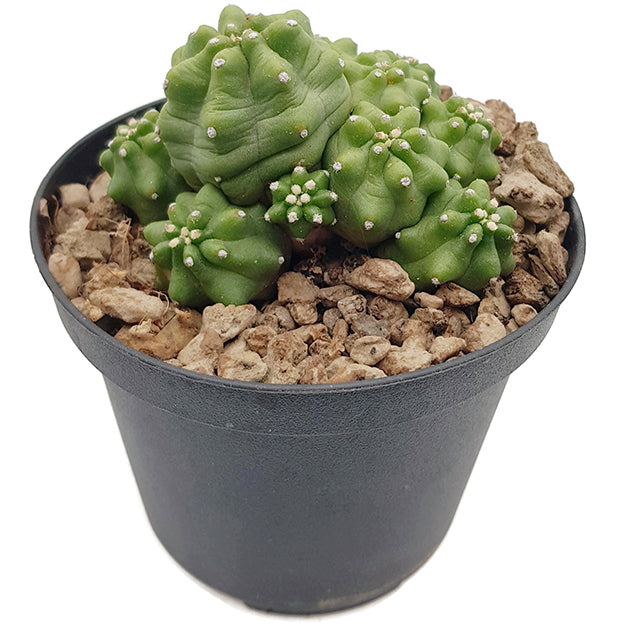 Echinocereus triglochidiatus v. mojvensis inermis - Igelkaktus