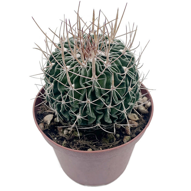 Echinofossulocactus Multicostatus - Gehirnkaktus