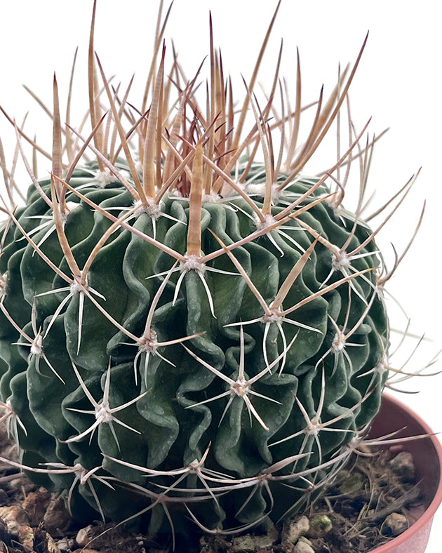 Echinofossulocactus Multicostatus - Gehirnkaktus