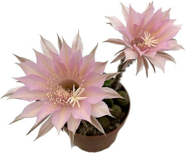 Echinopsis Hybride - rosa Blüten