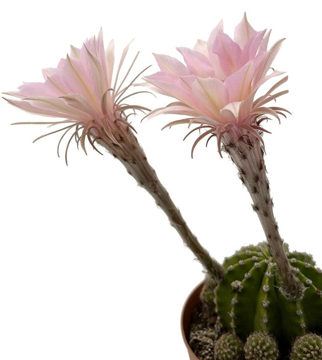 Echinopsis Hybride - rosa Blüten