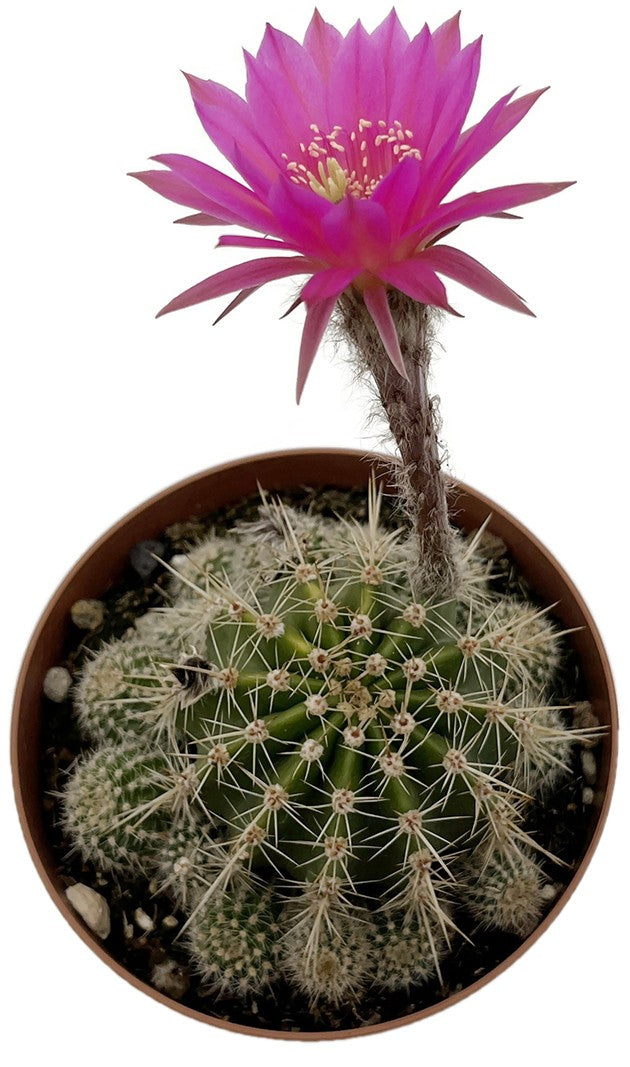 Echinopsis Hybride - violette Blüten