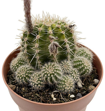 Echinopsis Hybride - violette Blüten