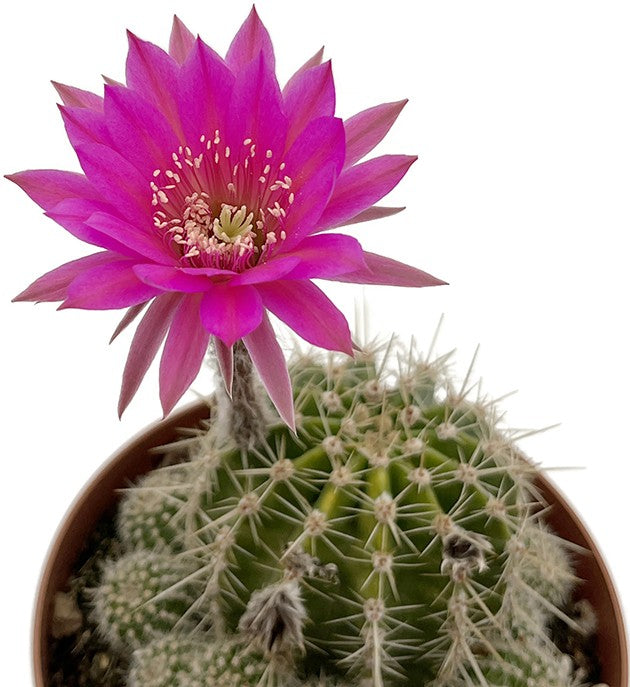 Echinopsis Hybride - violette Blüten