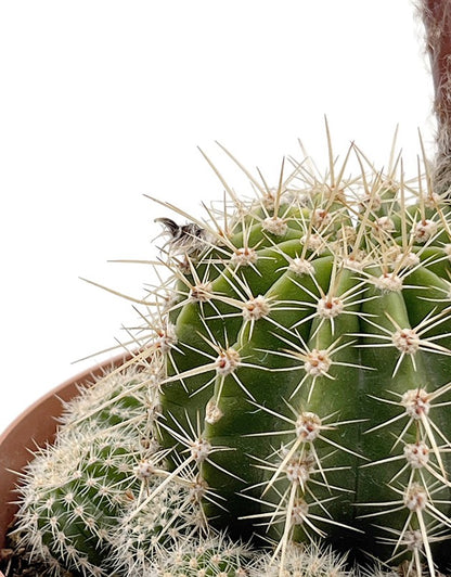 Echinopsis Hybride - violette Blüten