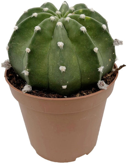 Echinopsis subdenudata - großblütiger Bauernkaktus