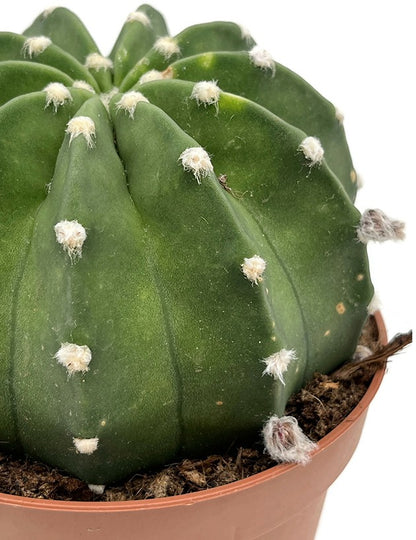 Echinopsis subdenudata - großblütiger Bauernkaktus