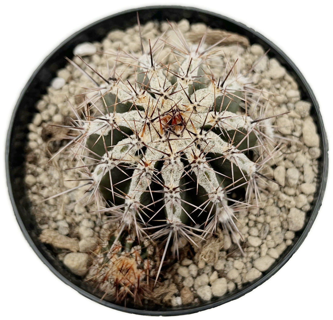 Echinopsis haku jo