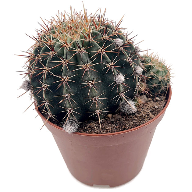 Echinopsis aurea