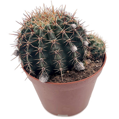 Echinopsis aurea