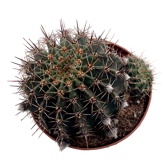 Echinopsis aurea