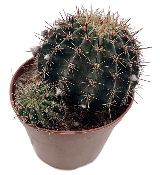 Echinopsis aurea