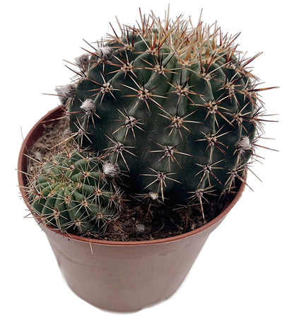 Echinopsis aurea