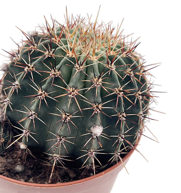 Echinopsis aurea