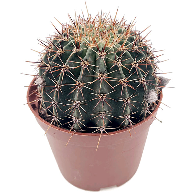 Echinopsis aurea