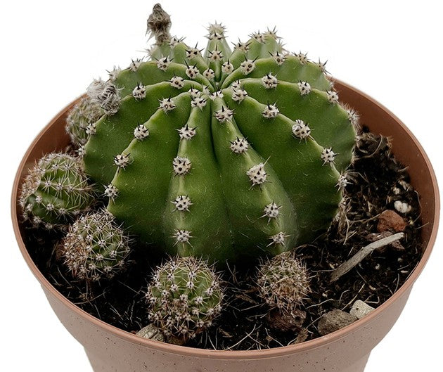 Echinopsis Hybride - rosa Blüten