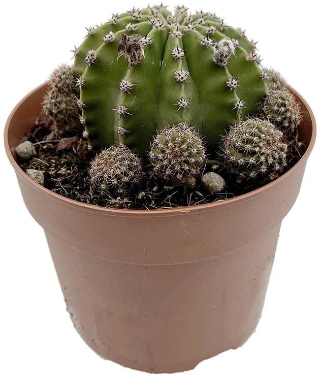 Echinopsis Hybride - rosa Blüten