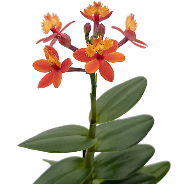 Epidendrum radicans - Schmetterlingsorchidee