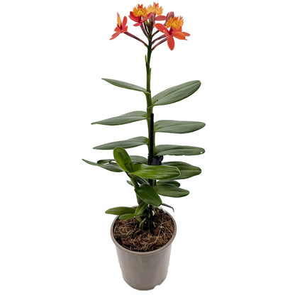 Epidendrum radicans - Schmetterlingsorchidee