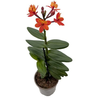 Epidendrum radicans - Schmetterlingsorchidee