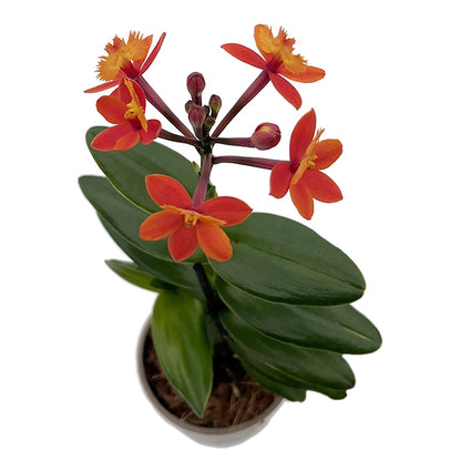 Epidendrum radicans - Schmetterlingsorchidee