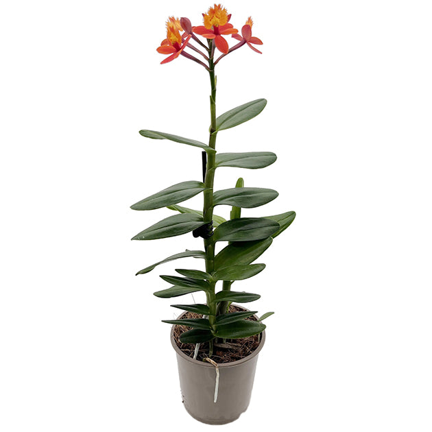 Epidendrum radicans - Schmetterlingsorchidee