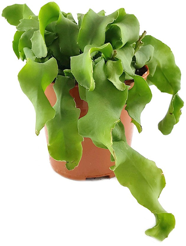 Epiphyllum guatemalense f. monstrosum - Sukkulente