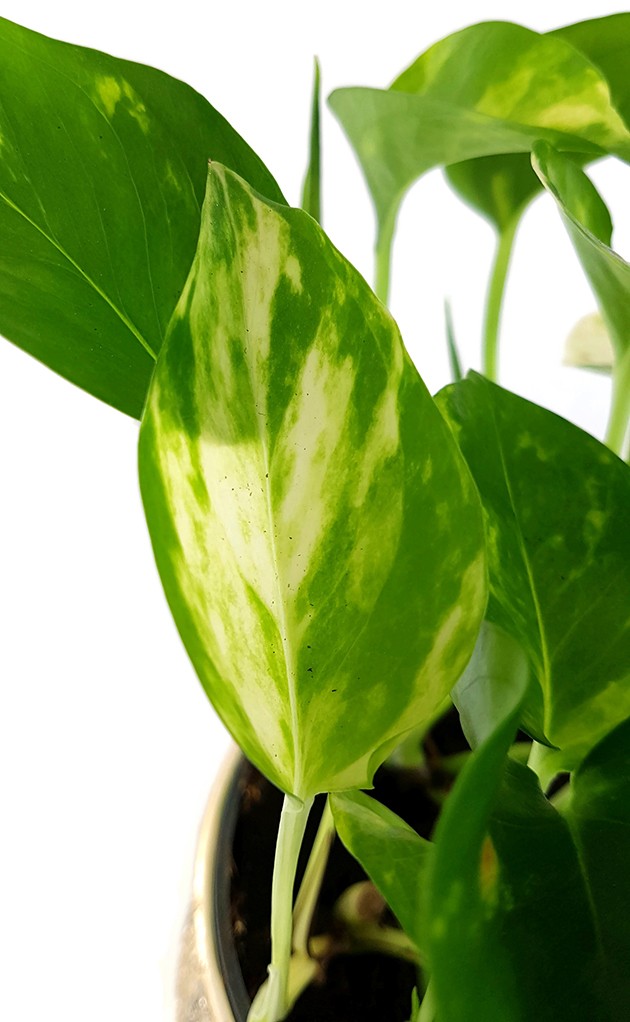 Epipremnum aureum - goldene Efeutute