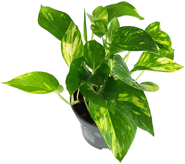 Epipremnum aureum - goldene Efeutute