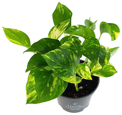 Epipremnum aureum - goldene Efeutute